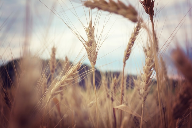 Campo de trigo, primer plano