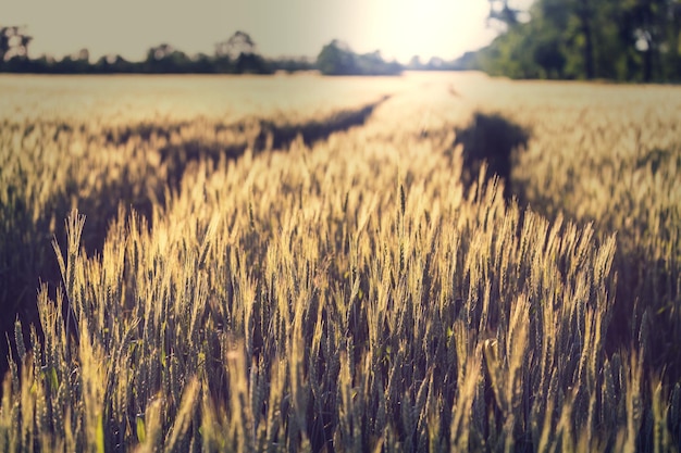 Campo de trigo, primer plano