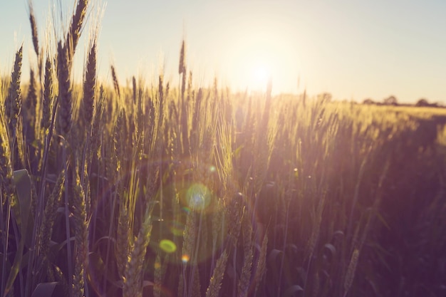 Campo de trigo, primer plano