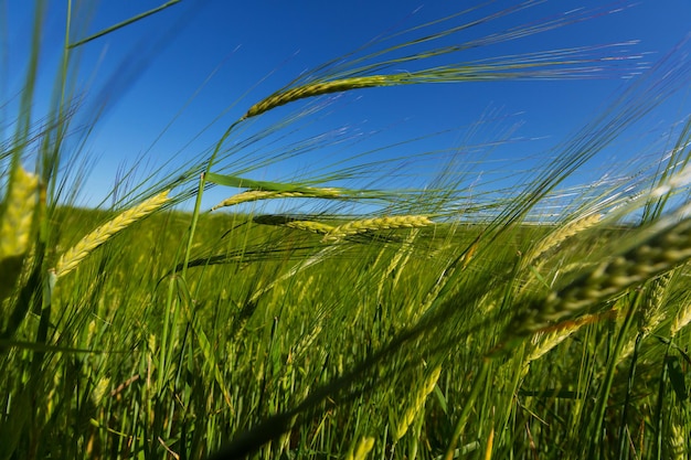 Campo de trigo, primer plano