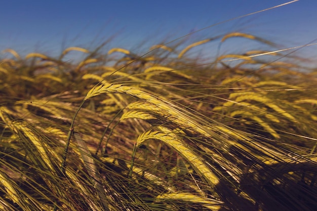 Campo de trigo, primer plano