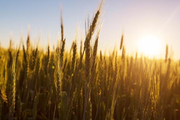 Campo de trigo, primer plano