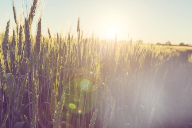 Campo de trigo, primer plano