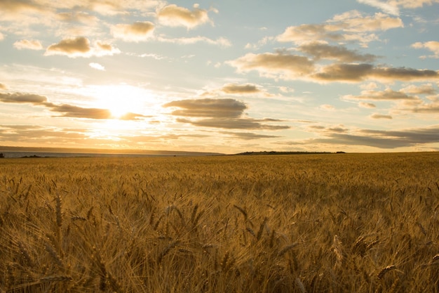 Foto un campo de trigo con una puesta de sol en el fondo