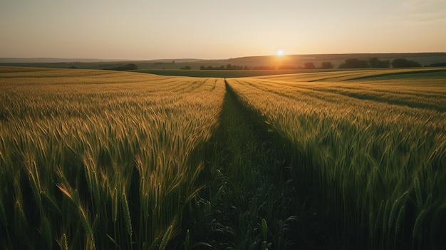 Un campo de trigo con una puesta de sol de fondo