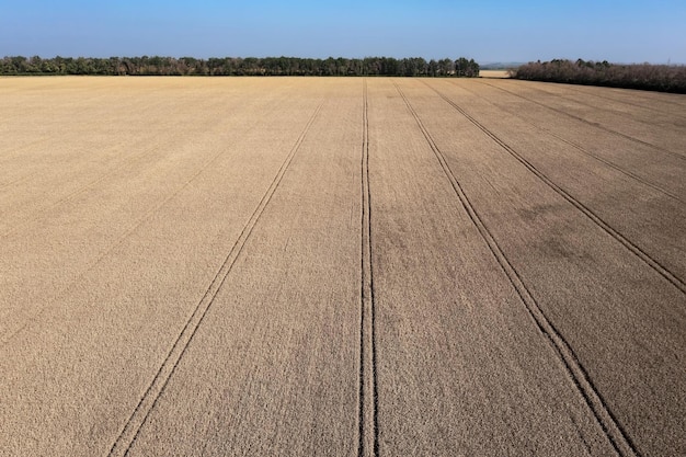 Campo de trigo con rastros paralelos de maquinaria agrícola y árboles densos como límites de campo