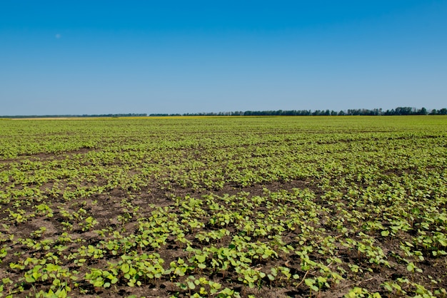 Campo de trigo sarraceno de brotes.