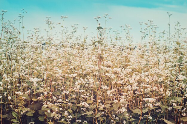 Campo de trigo sarraceno floreciente. Cosecha de maduración. Entonado