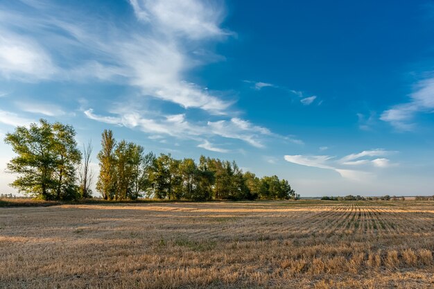 Campo de trigo segado al atardecer, paisaje rural pacífico.