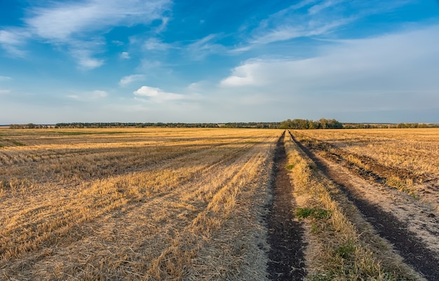 Campo de trigo segado al atardecer, paisaje rural pacífico.