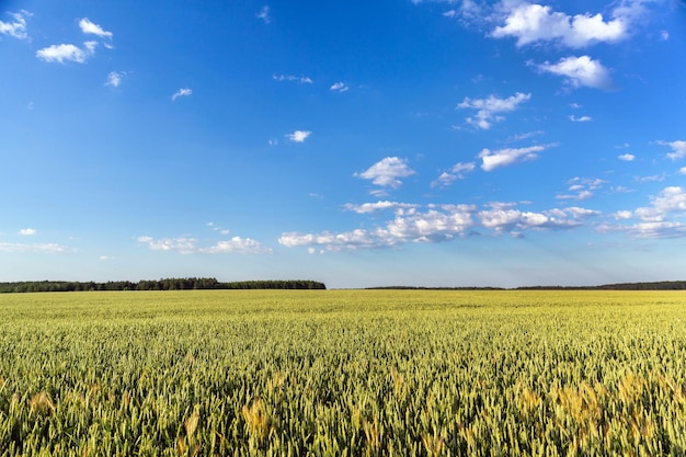 Campo de trigo sobre el cielo azul en el paisaje de campo de día soleado