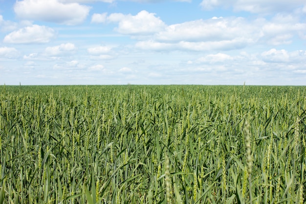 Campo de trigo sobre fondo de cielo azul