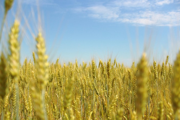 Foto campo de trigo sobre un fondo de cielo azul