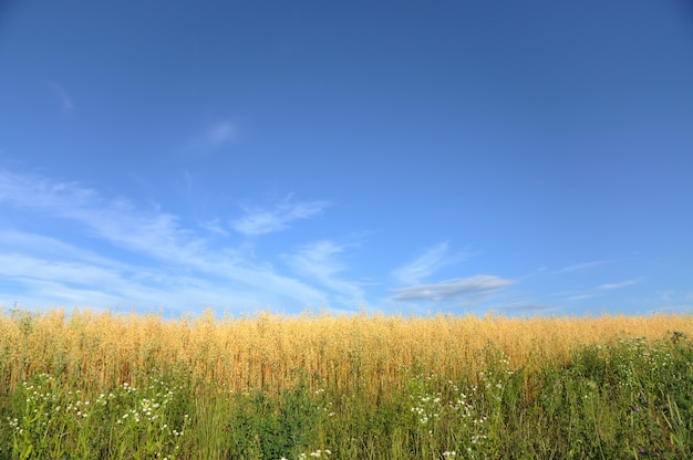 Campo de trigo sobre un fondo de cielo azul.