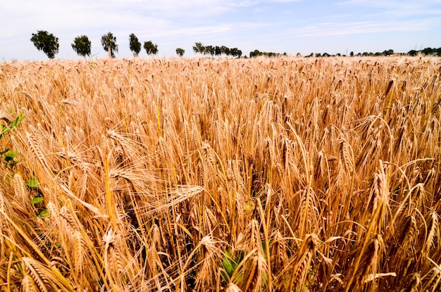 Campo de trigo texturizado en el campo europeo en Alemania