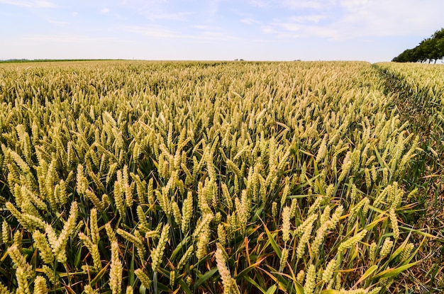 Campo de trigo texturizado