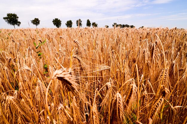 Campo de trigo texturizado