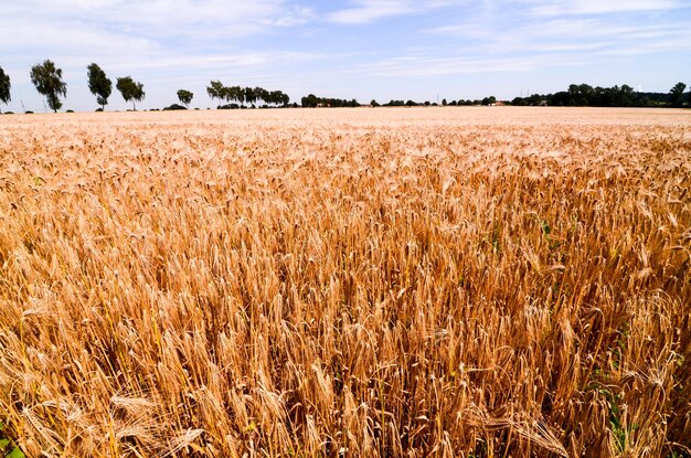 Campo de trigo texturizado