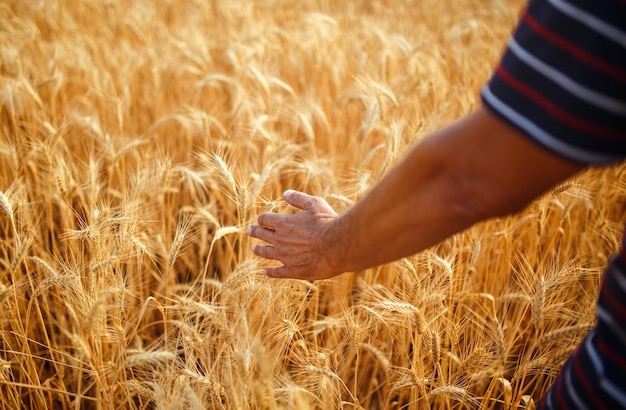 Un Campo De Trigo Tocado Por Las Manos De Las Espigas A La Luz Del Atardecer Brotes De Trigo En La Mano De Un Agricultor