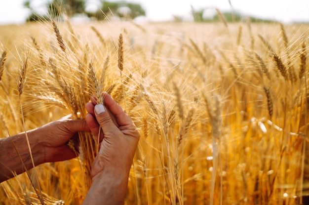 Un campo de trigo tocado por las manos de los picos en la luz del atardecer