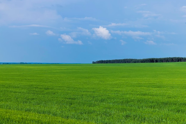 Campo de trigo con trigo inmaduro meciéndose en el viento