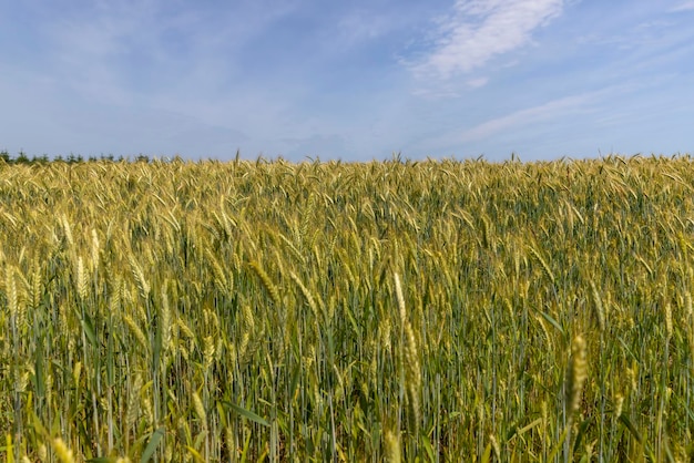 Campo de trigo con trigo inmaduro meciéndose en el viento
