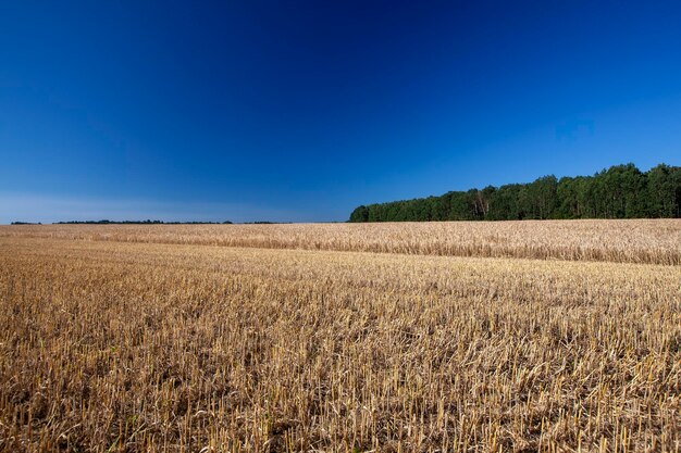 Campo de trigo con trigo inmaduro meciéndose en el viento