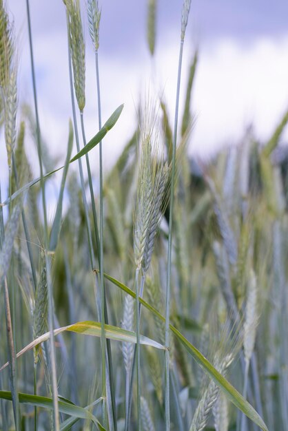 Campo de trigo con trigo inmaduro meciéndose en el viento