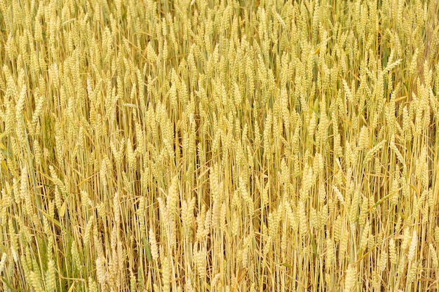 Campo de trigo en verano al atardecer Espigas maduras de trigo en la granja durante la cosecha de verano Agricultura