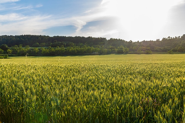Campo de trigo verde al atardecer con cielo azul.