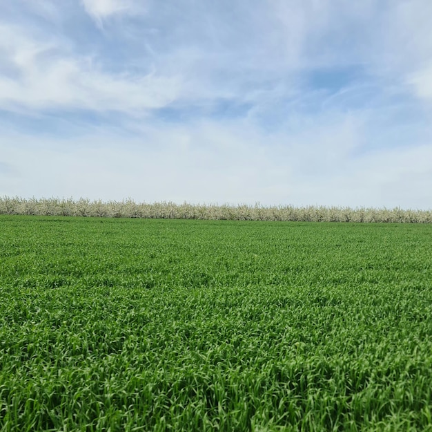 Un campo de trigo verde con un cielo azul de fondo