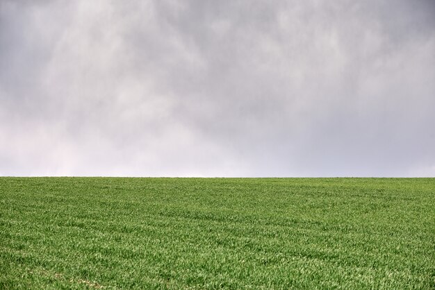 Campo con trigo verde y cielo azul