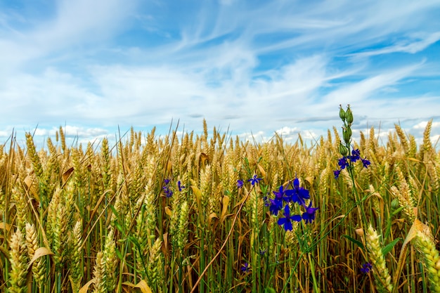 Campo de trigo verde crecido contra el cielo azul