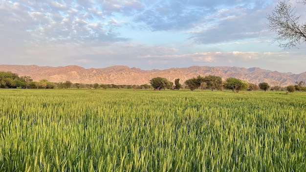 Un campo de trigo verde en el desierto