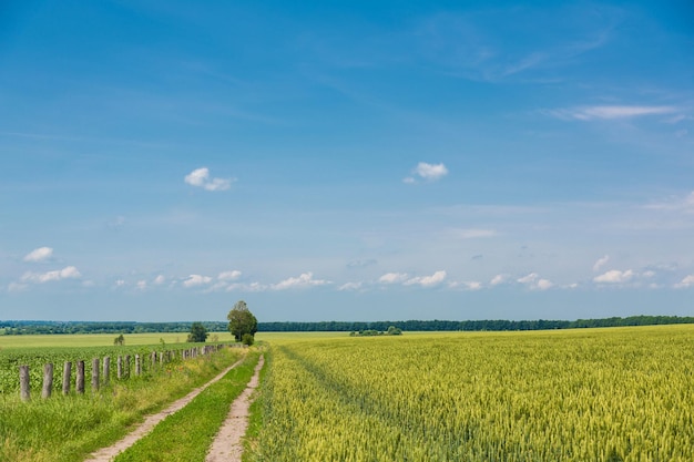 Campo de trigo verde joven en una granja