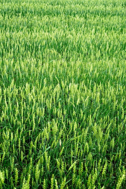 Campo de trigo verde en julio