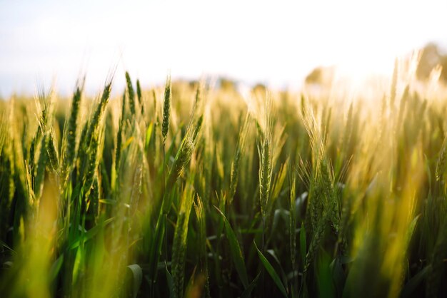 Campo de trigo verde Maduración de espigas de campo de trigo Luz del atardecer Bonito día de verano