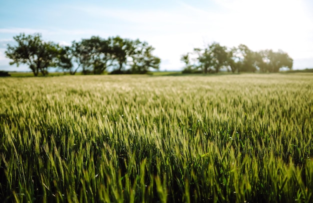 Campo de trigo verde Maduración de espigas de campo de trigo Luz del atardecer Bonito día de verano