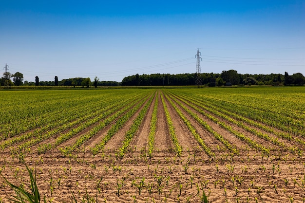 Foto campo de trigo verde meciéndose en la brisa bajo un cielo azul en italia