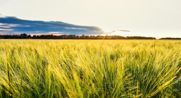 Campo de trigo verde orgánico y día soleado Cabeza de trigo verde en campo agrícola cultivado Etapa temprana del desarrollo de plantas agrícolasxA