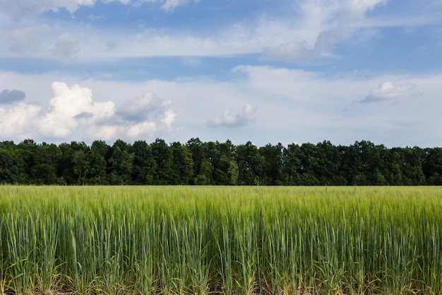 Campo de trigo verde orgánico en un día soleado como etapa temprana del desarrollo de plantas agrícolas