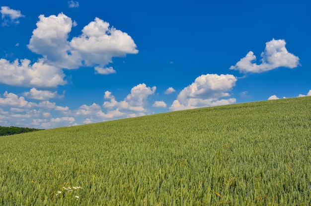 Campo de trigo verde sobre fondo de cielo Imagen de fondo de la naturaleza