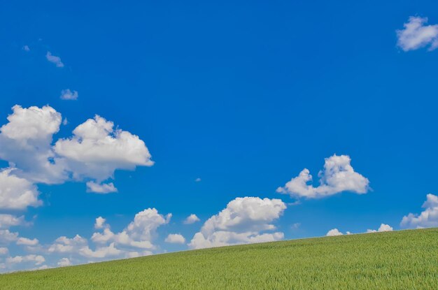 Campo de trigo verde sobre fondo de cielo Imagen de fondo de la naturaleza