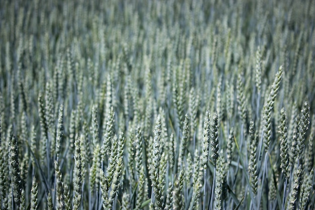Campo de trigo verde en la tarde