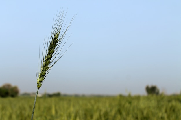 Campo de trigo verde