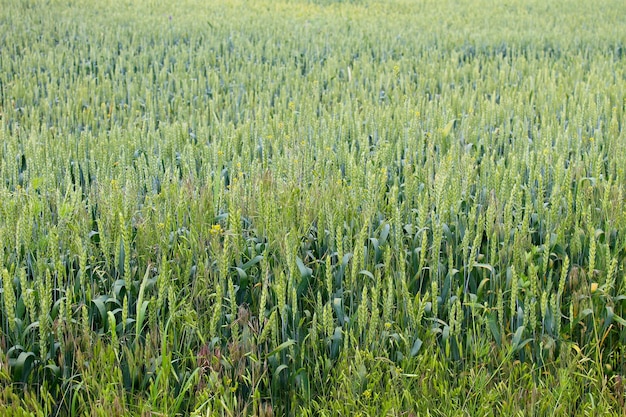 Campo de trigo verde