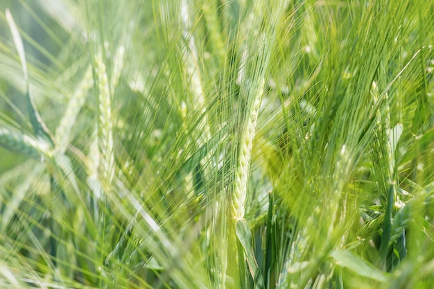 Campo de trigo verde