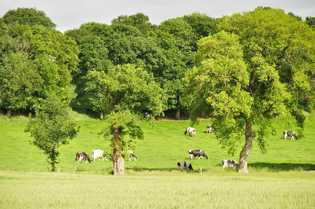 Foto campo de trigo