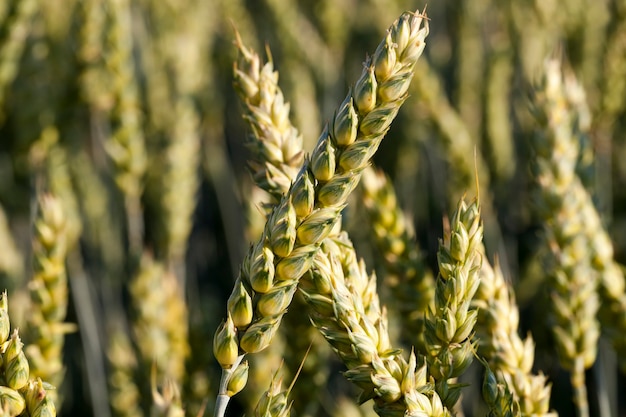 Foto campo con trigo