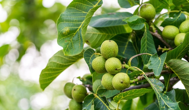 Campo tropical plantas frescas frutas agrícolas verdes en un árbol